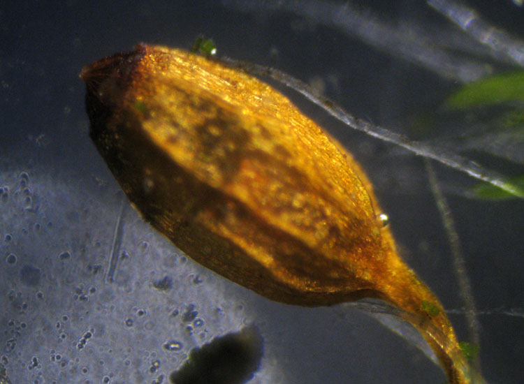Muschio su tronco: Syntrichia ruralis?